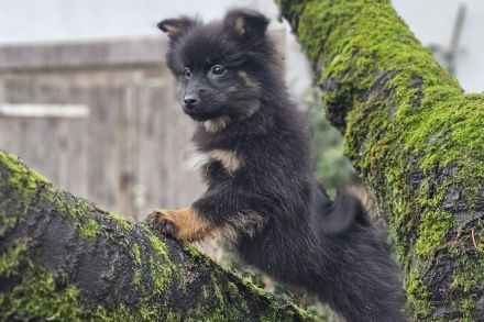 Die letzten beiden zuckersüßen Pomsky-Rüden suchen ihre Familie