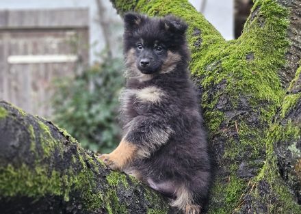 Die letzten beiden zuckersüßen Pomsky-Rüden suchen ihre Familie