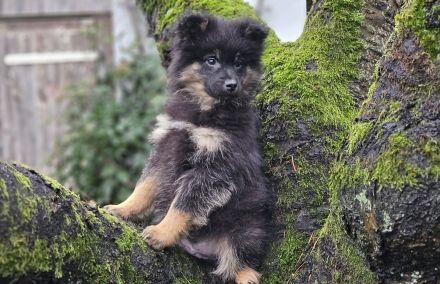 Die letzten beiden zuckersüßen Pomsky-Rüden suchen ihre Familie