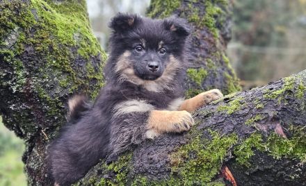 Die letzten beiden zuckersüßen Pomsky-Rüden suchen ihre Familie
