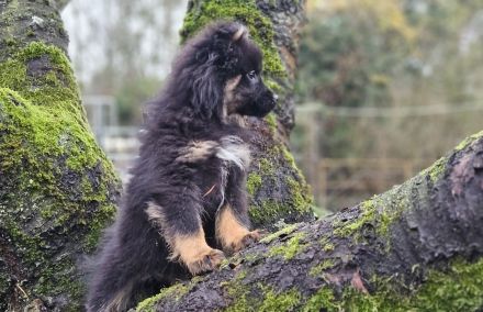 Die letzten beiden zuckersüßen Pomsky-Rüden suchen ihre Familie