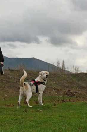 Piratis - treuer Gefährter sucht Geborgenheit