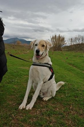 Piratis - treuer Gefährter sucht Geborgenheit