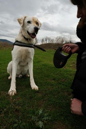 Piratis - treuer Gefährter sucht Geborgenheit