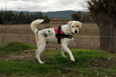 Piratis - treuer Gefährter sucht Geborgenheit