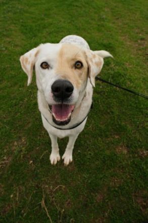 Piratis - treuer Gefährter sucht Geborgenheit