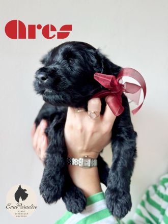 Riesenschnauzer-Welpen können ab dem 18. Dezember 2024 abgeholt werden :)