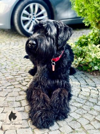 Riesenschnauzer-Welpen können ab dem 18. Dezember 2024 abgeholt werden :)