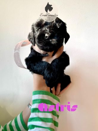 Riesenschnauzer-Welpen können ab dem 18. Dezember 2024 abgeholt werden :)