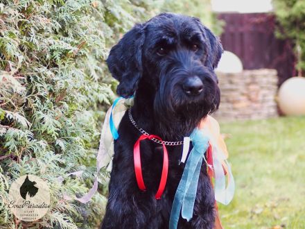 Riesenschnauzer-Welpen können ab dem 18. Dezember 2024 abgeholt werden :)