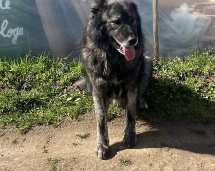 Sanfter Riese Moriarty auf Körbchensuche