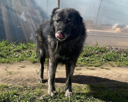 Sanfter Riese Moriarty auf Körbchensuche