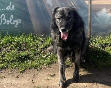 Sanfter Riese Moriarty auf Körbchensuche