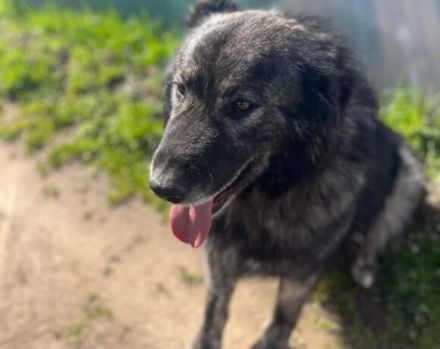 Sanfter Riese Moriarty auf Körbchensuche