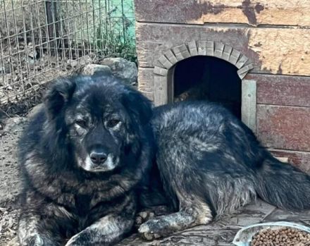 Sanfter Riese Moriarty auf Körbchensuche