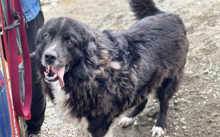 Don: Haus mit Garten und tollen Menschen gesucht