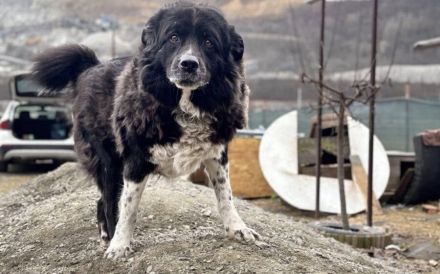 Don: Haus mit Garten und tollen Menschen gesucht