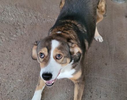 Hallo, ich heiße Duke und möchte adoptiert werden.