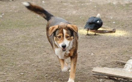 Hallo, ich heiße Duke und möchte adoptiert werden.