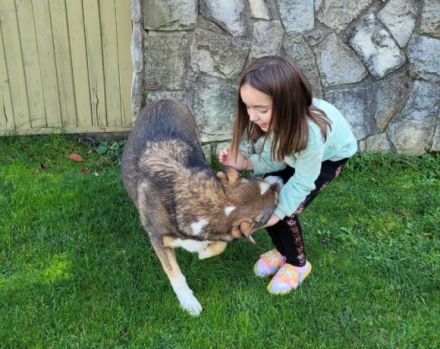 Hallo, ich heiße Duke und möchte adoptiert werden.