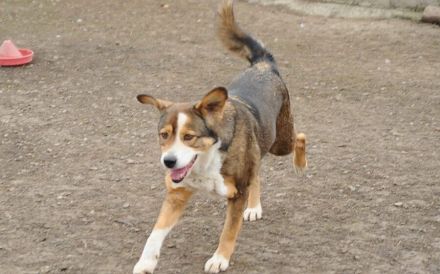 Hallo, ich heiße Duke und möchte adoptiert werden.