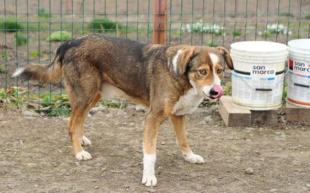 Hallo, ich heiße Duke und möchte adoptiert werden.