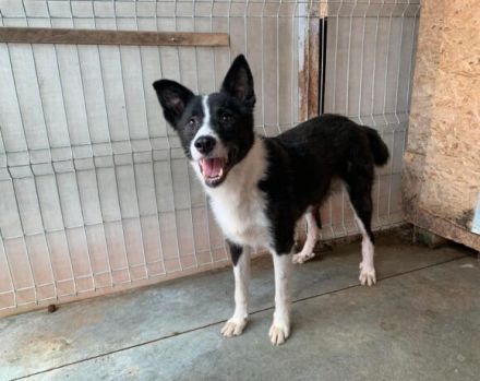 Guckguck, ich bin Maliko und suche ein Zuhause