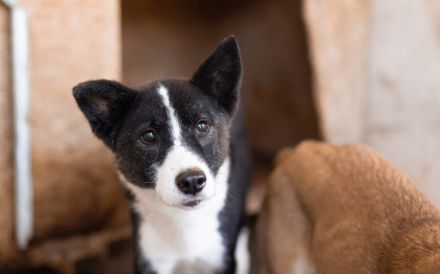 Guckguck, ich bin Maliko und suche ein Zuhause