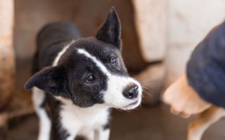 Guckguck, ich bin Maliko und suche ein Zuhause