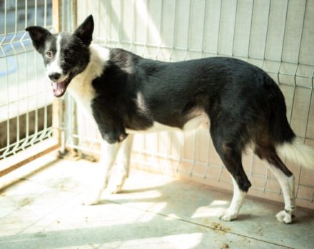 Guckguck, ich bin Maliko und suche ein Zuhause