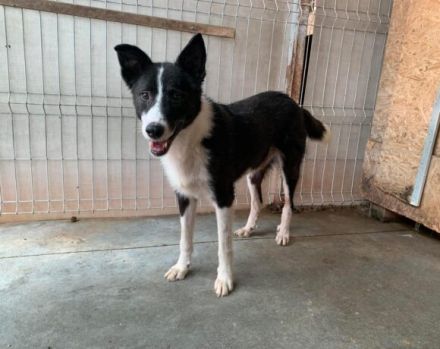 Guckguck, ich bin Maliko und suche ein Zuhause