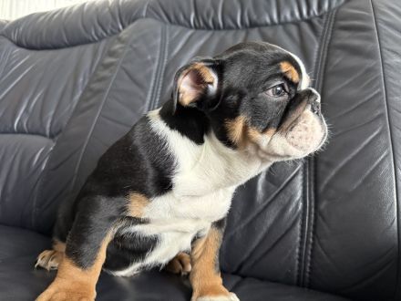 Englische Bulldogge