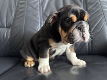 Englische Bulldogge