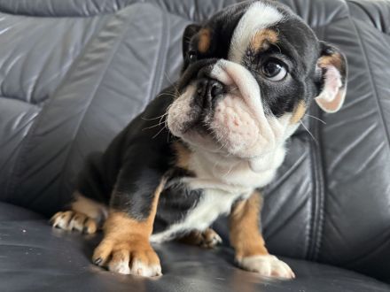 Englische Bulldogge