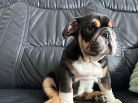 Englische Bulldogge