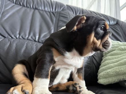 Englische Bulldogge