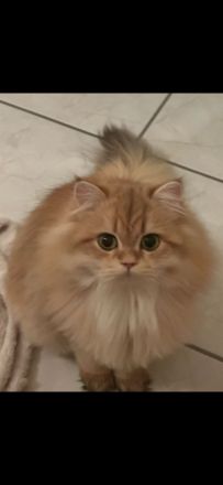 11&10 Monate alte Neva Masquarade&Britisch Langhaar beide Reinrasig mit sehr viellen zuberhör