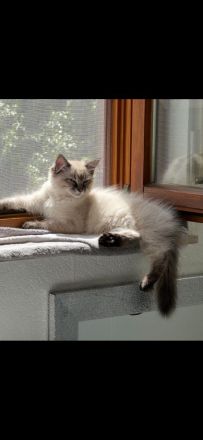 11&10 Monate alte Neva Masquarade&Britisch Langhaar beide Reinrasig mit sehr viellen zuberhör