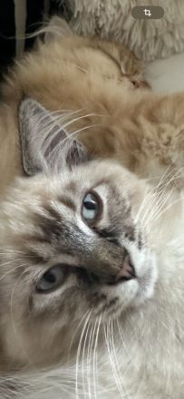 11&10 Monate alte Neva Masquarade&Britisch Langhaar beide Reinrasig mit sehr viellen zuberhör