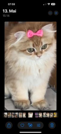 11&10 Monate alte Neva Masquarade&Britisch Langhaar beide Reinrasig mit sehr viellen zuberhör