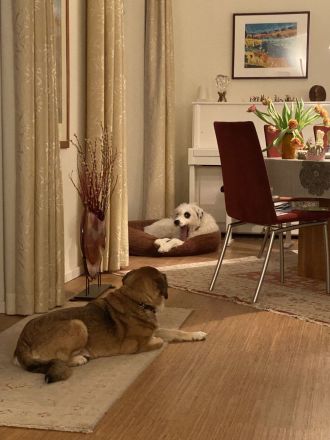 Bezaubernder weißer Hütehund und Familienfreund sucht Landhaus