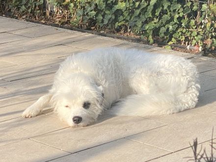 Bezaubernder weißer Hütehund und Familienfreund sucht Landhaus