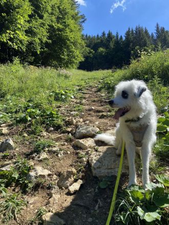 Bezaubernder weißer Hütehund und Familienfreund sucht Landhaus