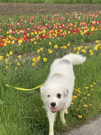 Bezaubernder weißer Hütehund und Familienfreund sucht Landhaus