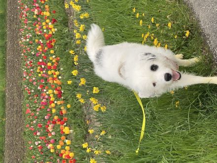 Bezaubernder weißer Hütehund und Familienfreund sucht Landhaus