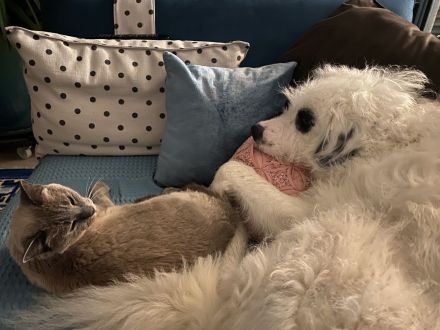 Bezaubernder weißer Hütehund und Familienfreund sucht Landhaus