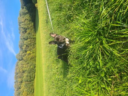 Französische-Bulldogge