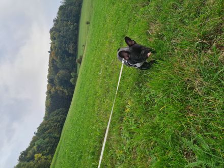 Französische-Bulldogge