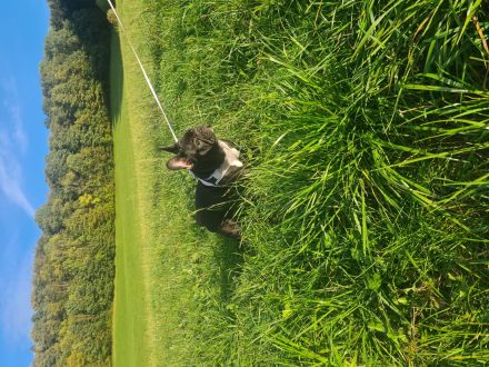 Französische-Bulldogge