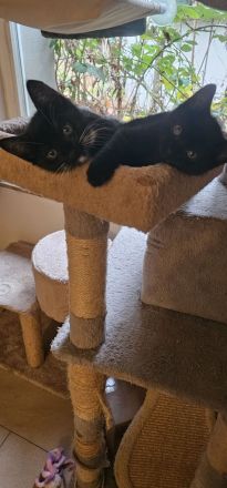 Bombay Britisch Kurzhaar Mix